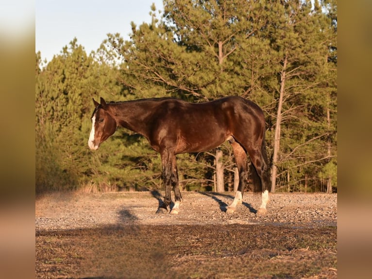 American Quarter Horse Wallach 6 Jahre 150 cm Rotbrauner in Sweet Springs MO