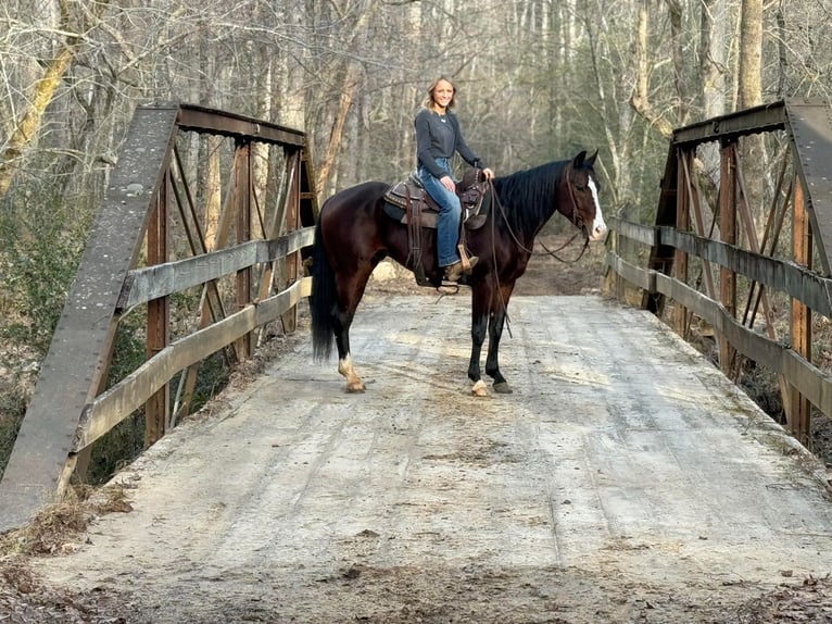 American Quarter Horse Wallach 6 Jahre 150 cm Rotbrauner in Sweet Springs MO