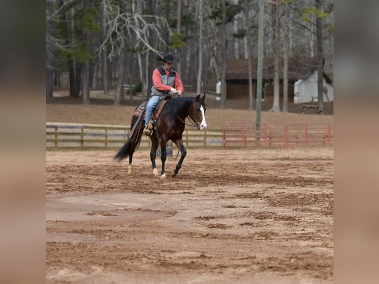 American Quarter Horse Wallach 6 Jahre 150 cm Rotbrauner in Sweet Springs MO