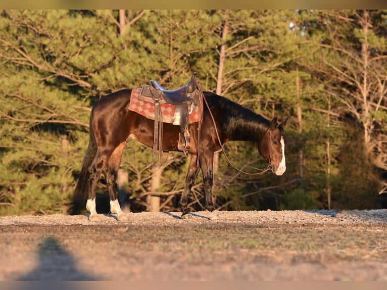 American Quarter Horse Wallach 6 Jahre 150 cm Rotbrauner in Sweet Springs MO