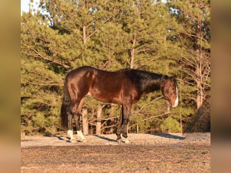American Quarter Horse Wallach 6 Jahre 150 cm Rotbrauner in Sweet Springs MO