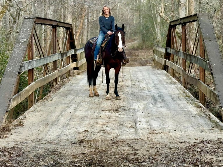 American Quarter Horse Wallach 6 Jahre 150 cm Rotbrauner in Sweet Springs MO