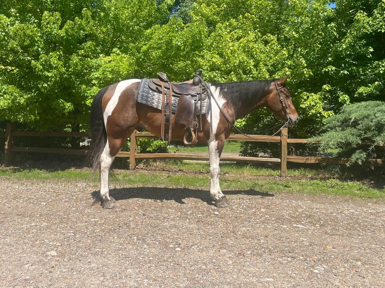 American Quarter Horse Wallach 6 Jahre 150 cm Rotbrauner in Zearing IA