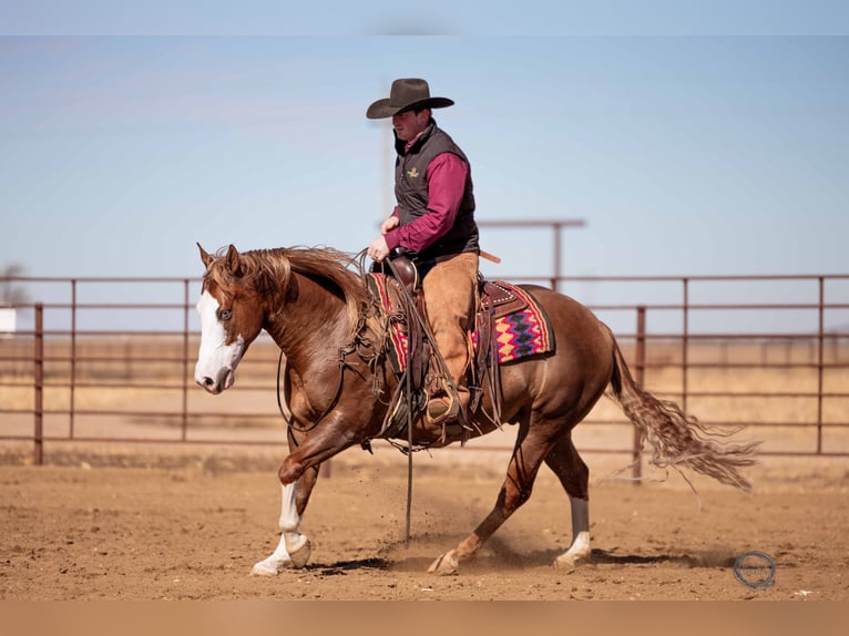 American Quarter Horse Mix Wallach 6 Jahre 150 cm Rotfuchs in Canistota, SD