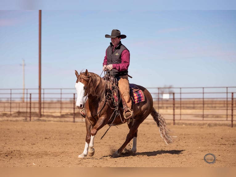 American Quarter Horse Mix Wallach 6 Jahre 150 cm Rotfuchs in Canistota, SD