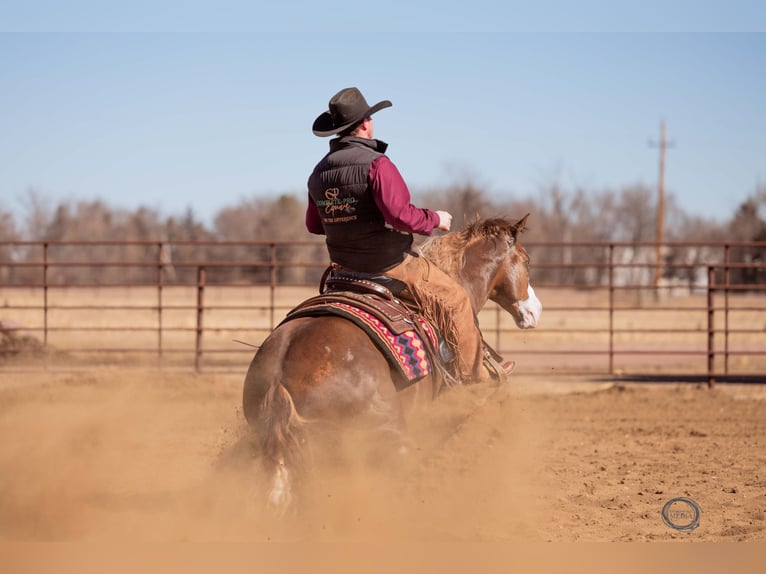 American Quarter Horse Mix Wallach 6 Jahre 150 cm Rotfuchs in Canistota, SD