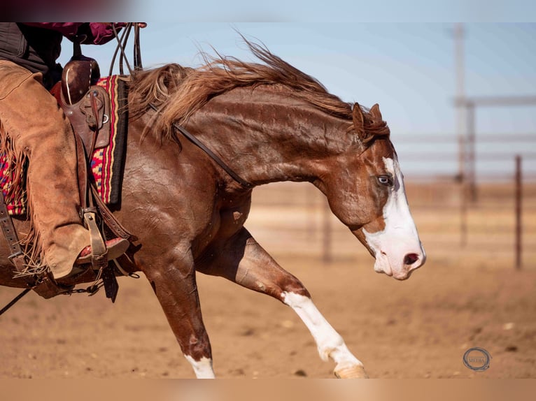 American Quarter Horse Mix Wallach 6 Jahre 150 cm Rotfuchs in Canistota, SD