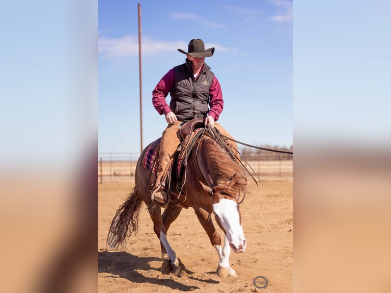 American Quarter Horse Mix Wallach 6 Jahre 150 cm Rotfuchs in Canistota, SD