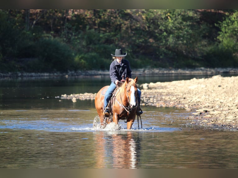 American Quarter Horse Wallach 6 Jahre 150 cm Rotfuchs in Clarion