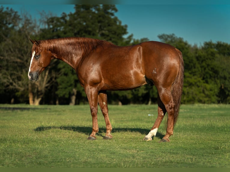 American Quarter Horse Wallach 6 Jahre 150 cm Rotfuchs in Gainesville