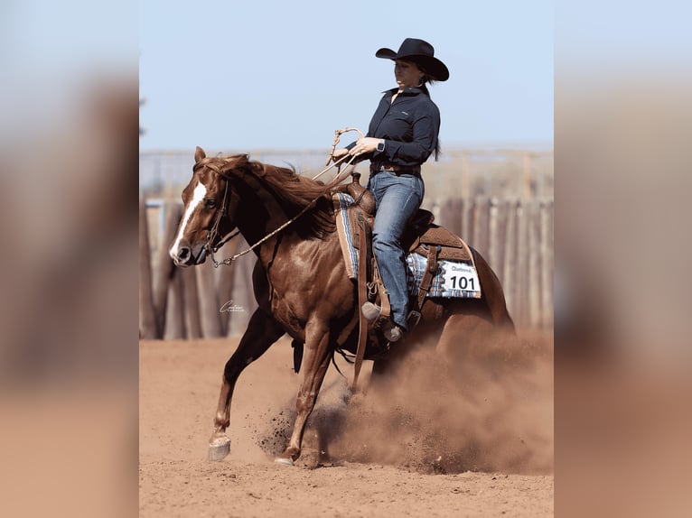 American Quarter Horse Wallach 6 Jahre 150 cm Rotfuchs in Gainesville