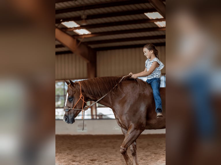 American Quarter Horse Wallach 6 Jahre 150 cm Rotfuchs in Gainesville