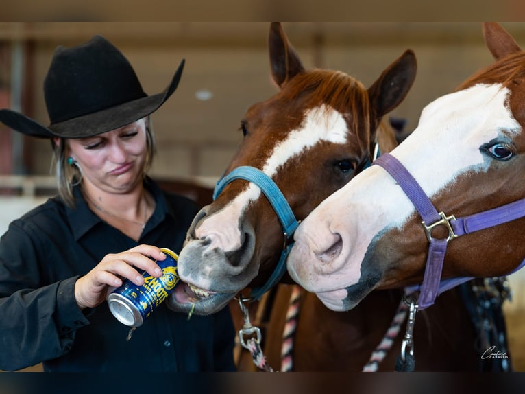 American Quarter Horse Wallach 6 Jahre 150 cm Rotfuchs in Gainesville