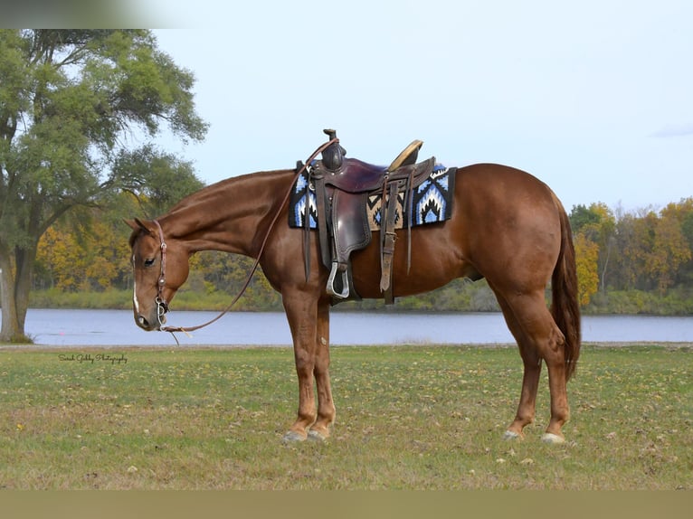 American Quarter Horse Wallach 6 Jahre 150 cm Rotfuchs in Oelwein