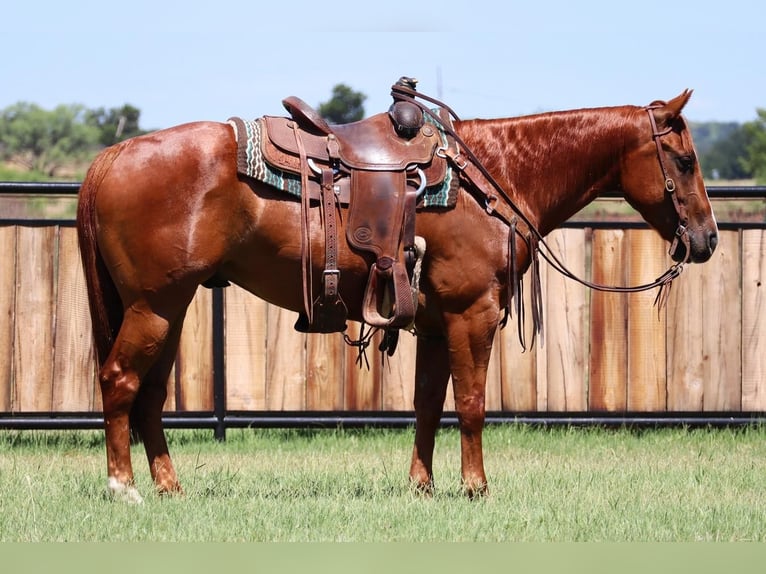 American Quarter Horse Wallach 6 Jahre 150 cm Rotfuchs in Jacksboro, TX
