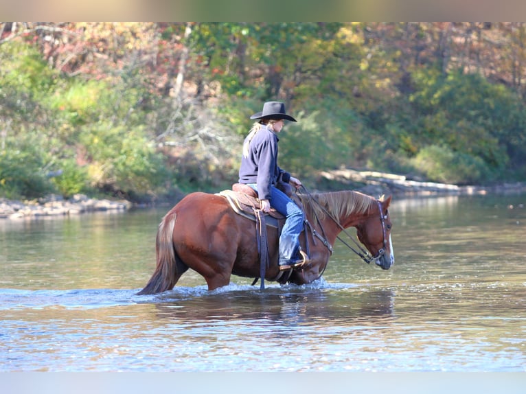 American Quarter Horse Wallach 6 Jahre 150 cm Rotfuchs in Clarion American Quarter Horse Wallach 6 Jahre 150 cm Rotfuchs in Clarion