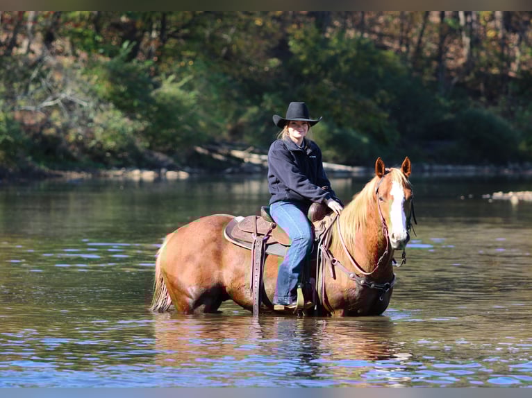 American Quarter Horse Wallach 6 Jahre 150 cm Rotfuchs in Clarion American Quarter Horse Wallach 6 Jahre 150 cm Rotfuchs in Clarion