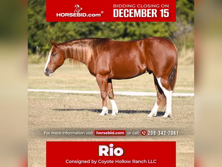 American Quarter Horse Wallach 6 Jahre 150 cm Rotfuchs in Waco