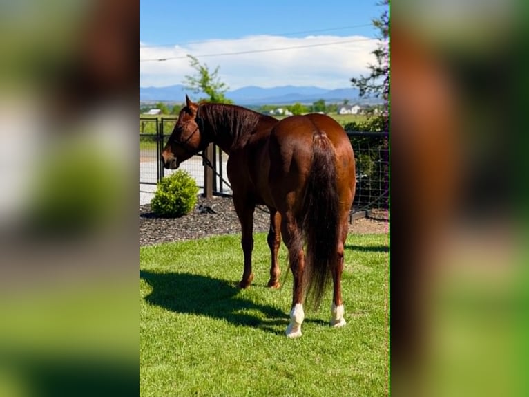 American Quarter Horse Wallach 6 Jahre 150 cm Rotfuchs in Anderson