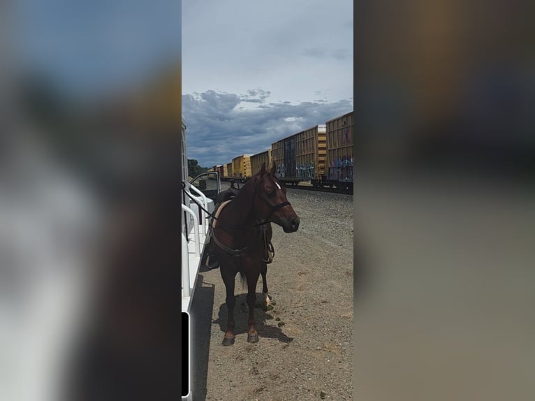American Quarter Horse Wallach 6 Jahre 150 cm Rotfuchs in Anderson