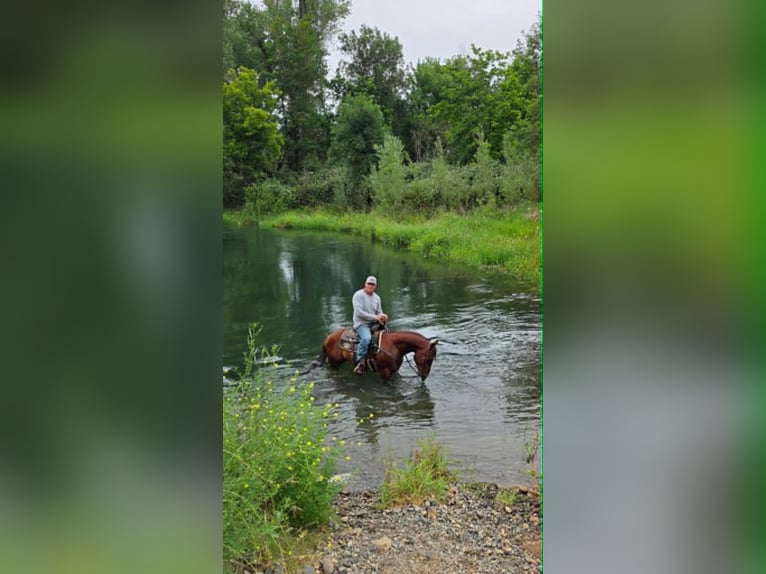 American Quarter Horse Wallach 6 Jahre 150 cm Rotfuchs in Anderson