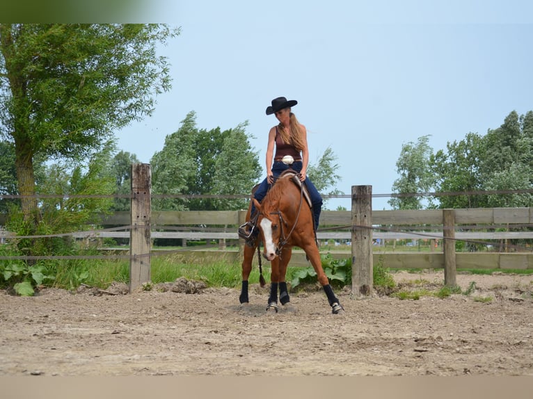 American Quarter Horse Wallach 6 Jahre 150 cm Rotfuchs in Sneek American Quarter Horse Wallach 6 Jahre 150 cm Rotfuchs in Sneek