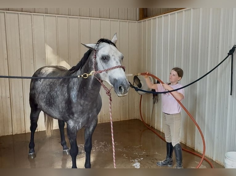 American Quarter Horse Wallach 6 Jahre 150 cm Schimmel in Clover