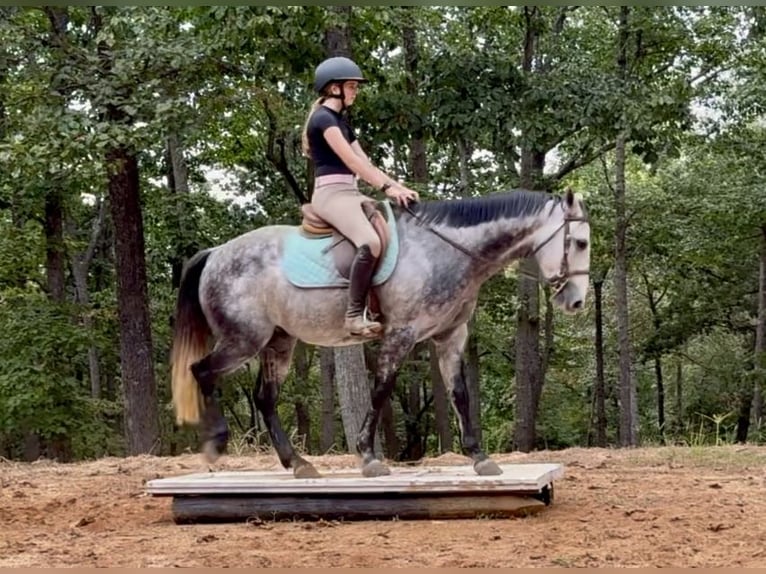 American Quarter Horse Wallach 6 Jahre 150 cm Schimmel in Clover