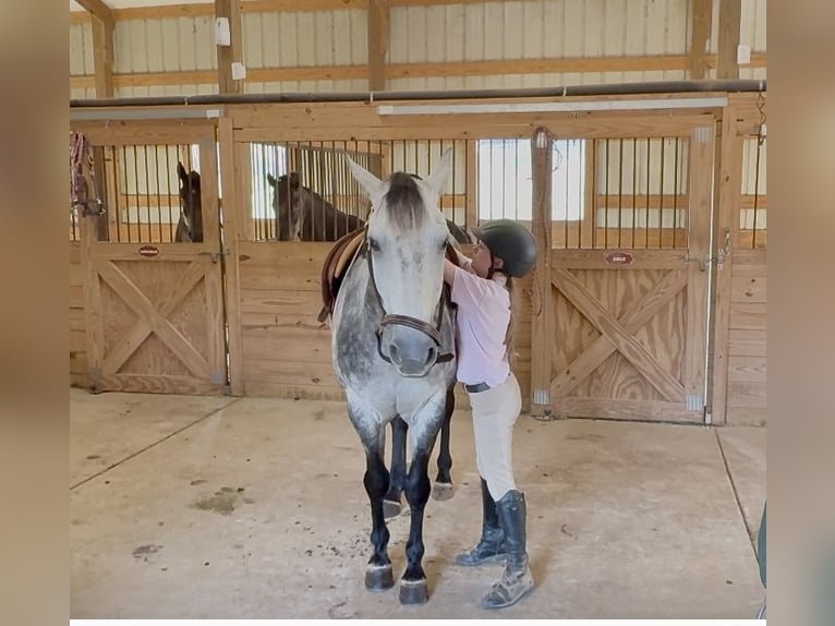 American Quarter Horse Wallach 6 Jahre 150 cm Schimmel in Clover