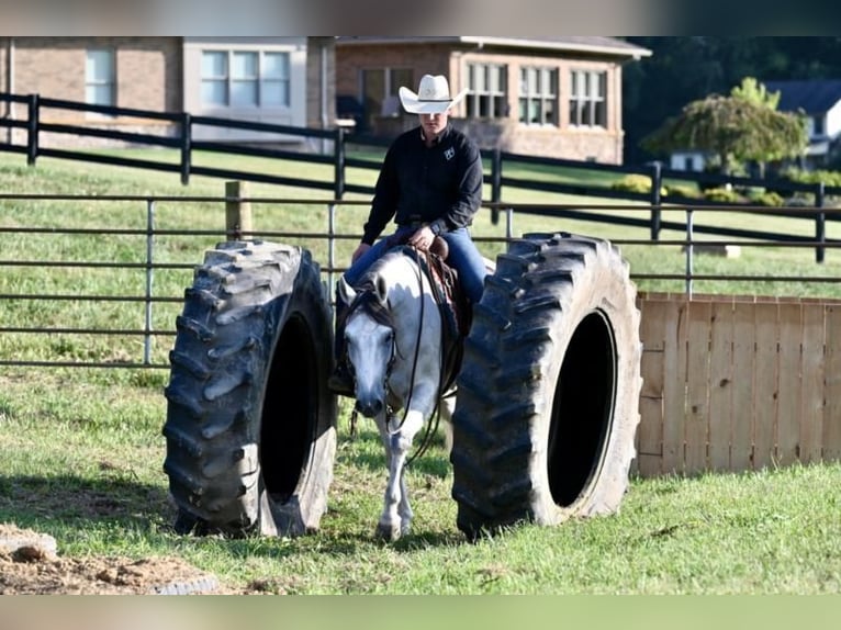 American Quarter Horse Wallach 6 Jahre 150 cm Schimmel in Jackson, OH