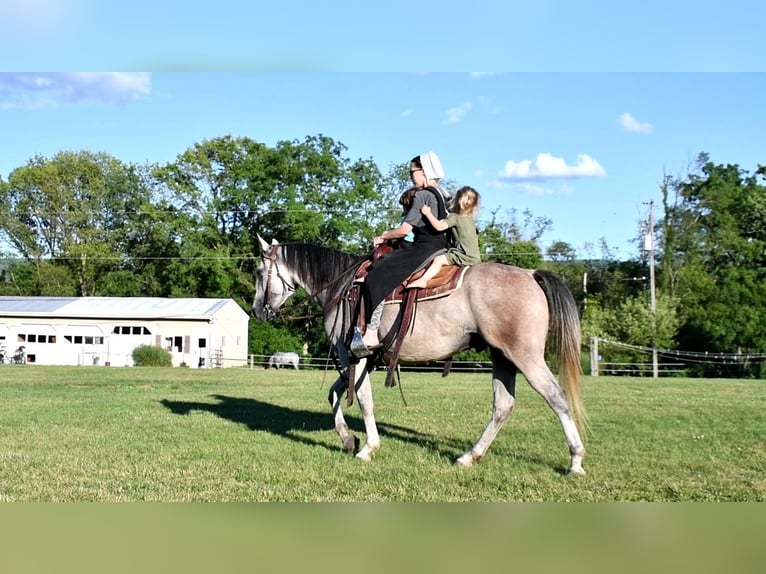 American Quarter Horse Wallach 6 Jahre 150 cm Schimmel in Rebersburg, PA