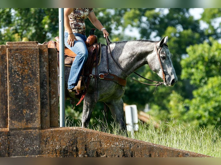 American Quarter Horse Wallach 6 Jahre 150 cm Schimmel in Rusk TX
