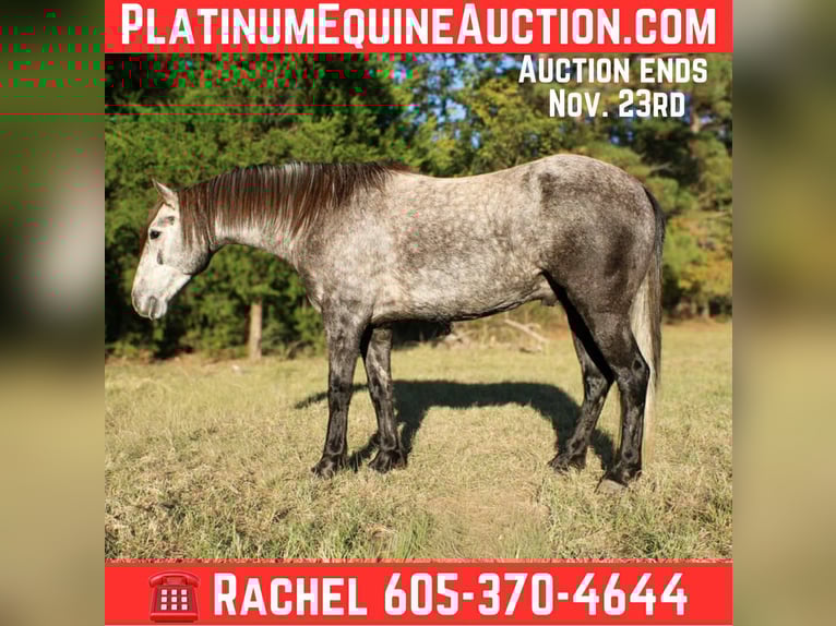 American Quarter Horse Wallach 6 Jahre 150 cm Schimmel in RUsk TX