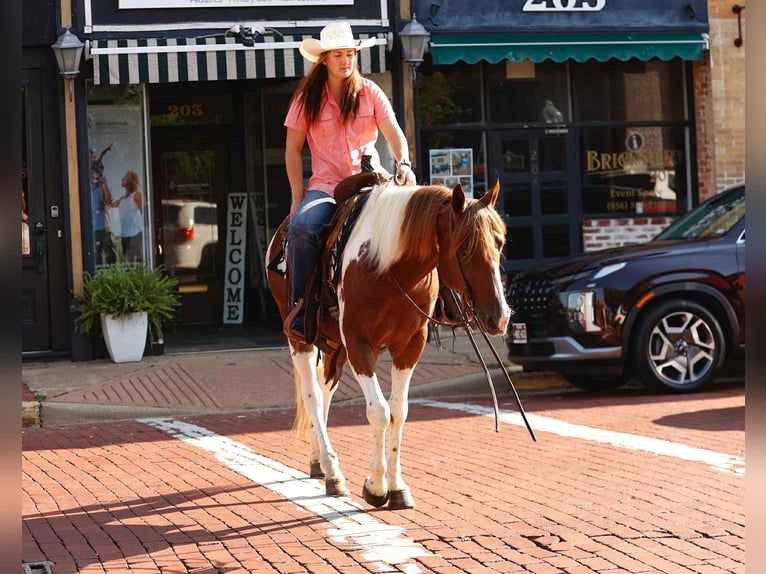 American Quarter Horse Wallach 6 Jahre 150 cm Tobiano-alle-Farben in Rusk TX