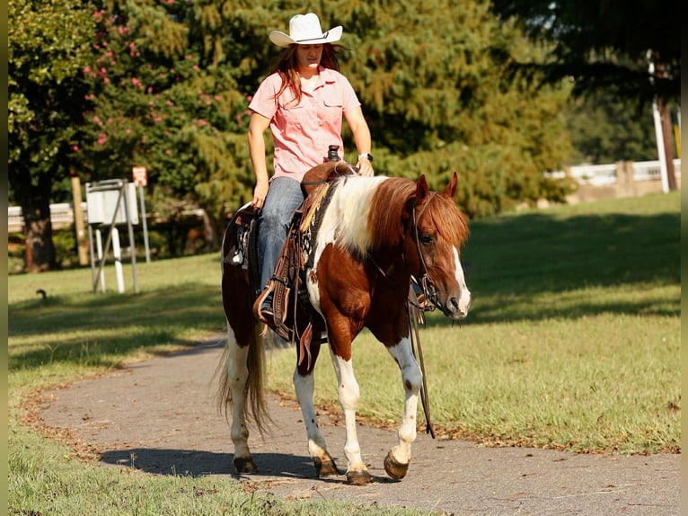 American Quarter Horse Wallach 6 Jahre 150 cm Tobiano-alle-Farben in Rusk TX