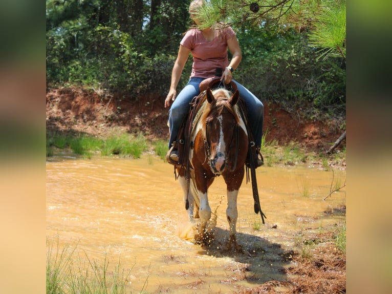 American Quarter Horse Wallach 6 Jahre 150 cm Tobiano-alle-Farben in Rusk TX