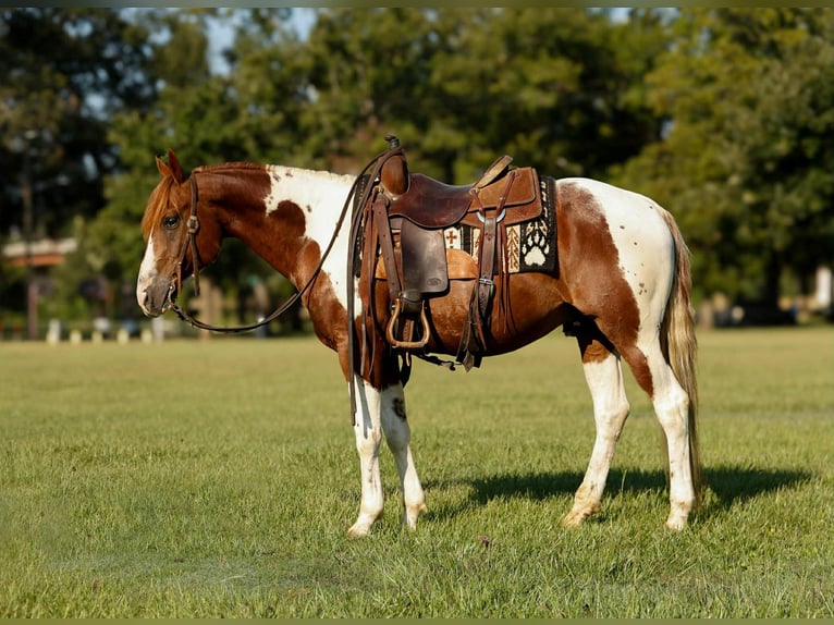 American Quarter Horse Wallach 6 Jahre 150 cm Tobiano-alle-Farben in Rusk TX