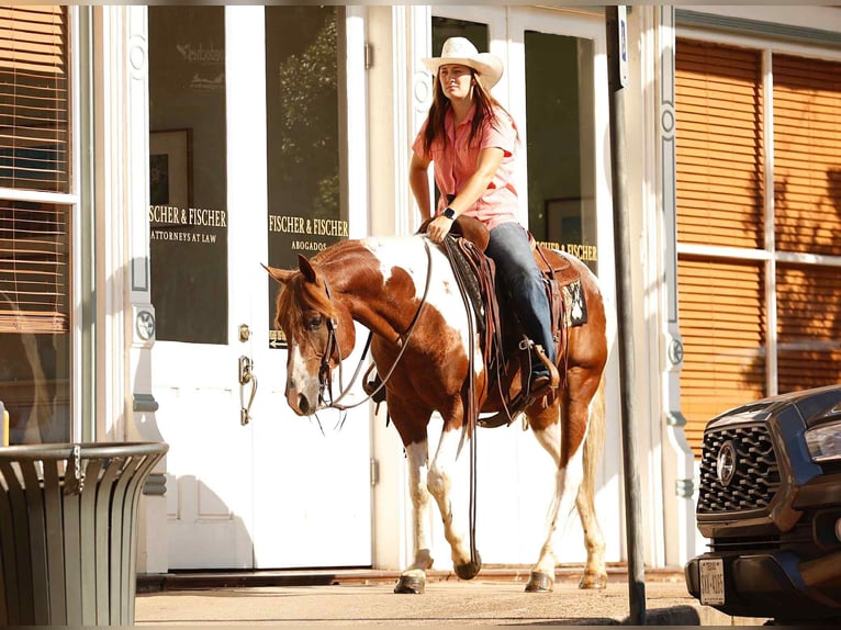 American Quarter Horse Wallach 6 Jahre 150 cm Tobiano-alle-Farben in Rusk TX