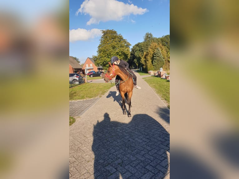 American Quarter Horse Wallach 6 Jahre 151 cm Brauner in Nieuw-Schoonebeek