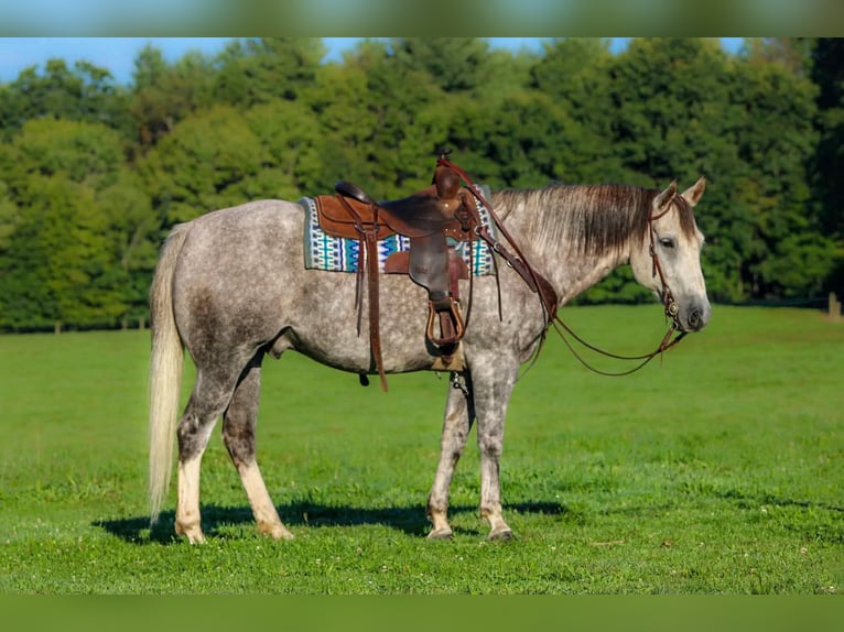 American Quarter Horse Wallach 6 Jahre 152 cm Apfelschimmel in Clarion