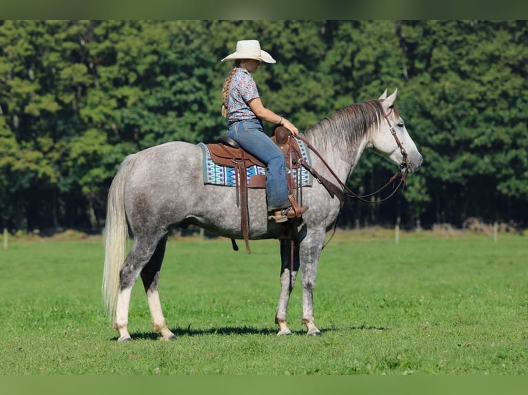 American Quarter Horse Wallach 6 Jahre 152 cm Apfelschimmel in Clarion