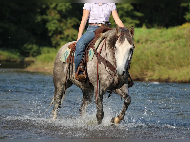 American Quarter Horse Wallach 6 Jahre 152 cm Apfelschimmel in Clarion