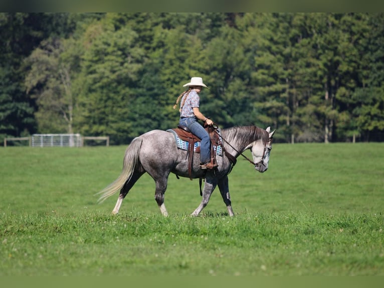 American Quarter Horse Wallach 6 Jahre 152 cm Apfelschimmel in Clarion