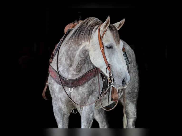 American Quarter Horse Wallach 6 Jahre 152 cm Apfelschimmel in Clarion