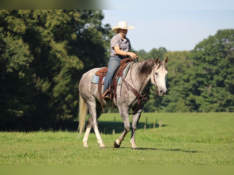 American Quarter Horse Wallach 6 Jahre 152 cm Apfelschimmel in Clarion