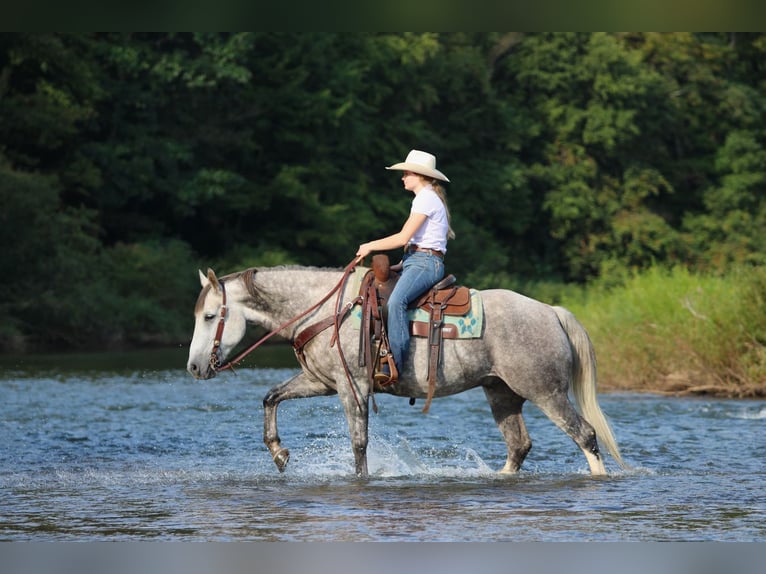 American Quarter Horse Wallach 6 Jahre 152 cm Apfelschimmel in Clarion