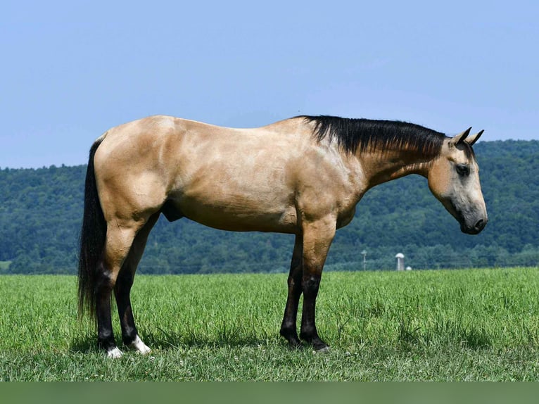 American Quarter Horse Wallach 6 Jahre 152 cm Buckskin in Rebersburg
