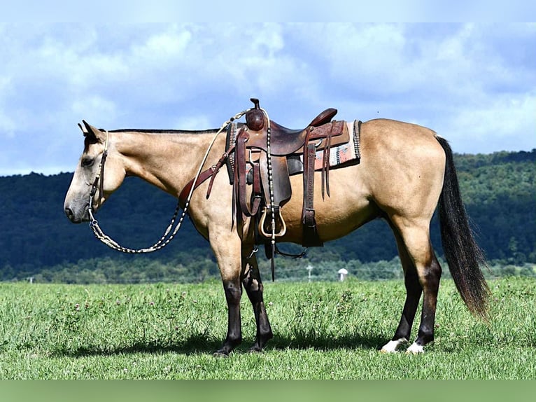 American Quarter Horse Wallach 6 Jahre 152 cm Buckskin in Rebersburg