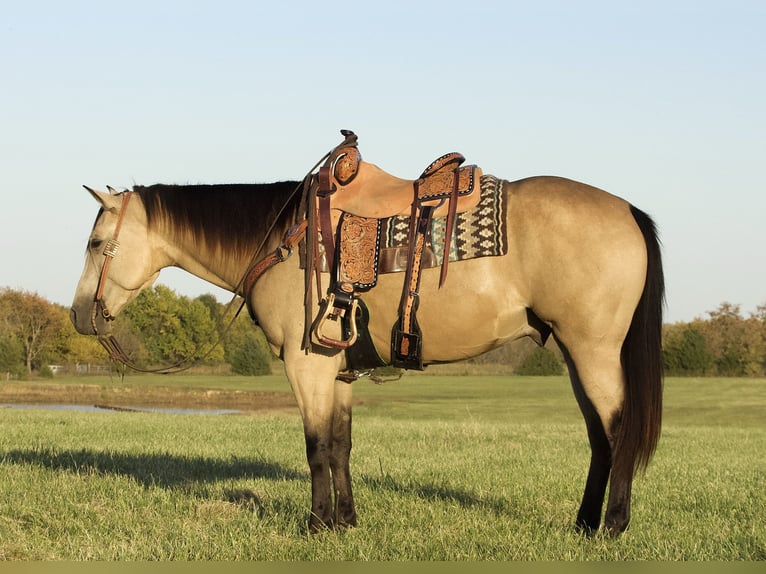 American Quarter Horse Wallach 6 Jahre 152 cm Buckskin in Buffalo, MO