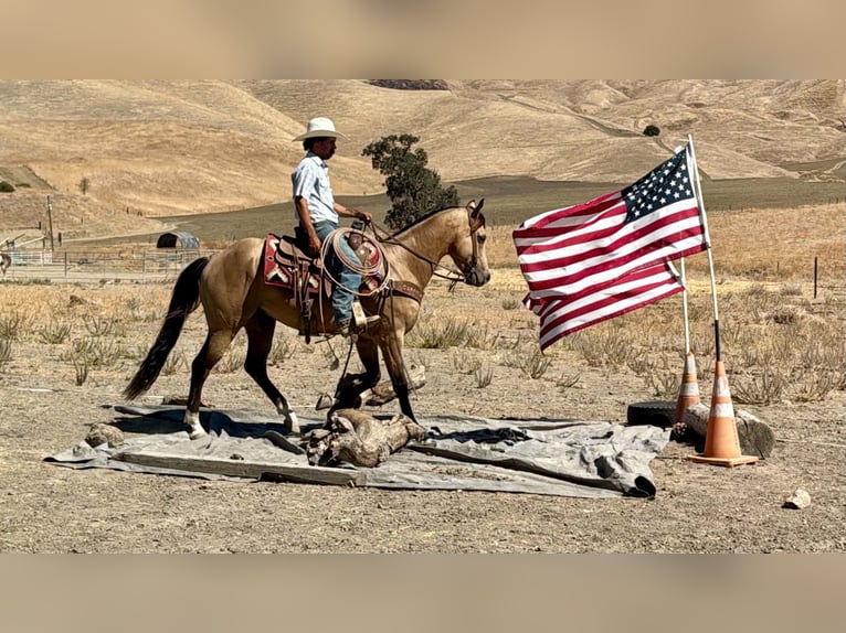 American Quarter Horse Wallach 6 Jahre 152 cm Buckskin in Tres Pinos